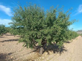 Terreno en venta en Yecla