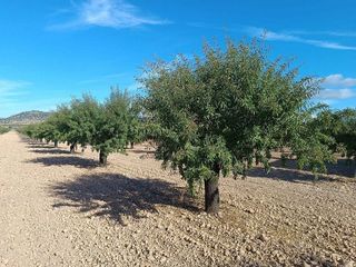 Terreno en venta en Yecla