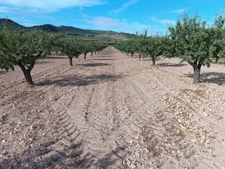 Terreno en venta en Yecla