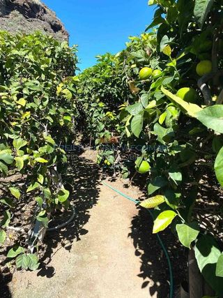 Terreno en venta en Buenavista del Norte