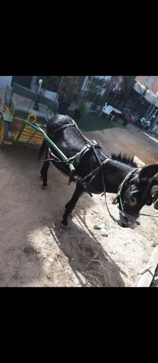 Carro para burro o pony