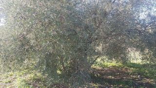 Terreno en venta en Ronda