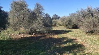 Terreno en venta en Ronda