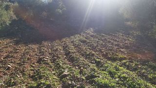 Terreno en venta en Ronda