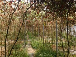 Terreno en venta en Salobreña