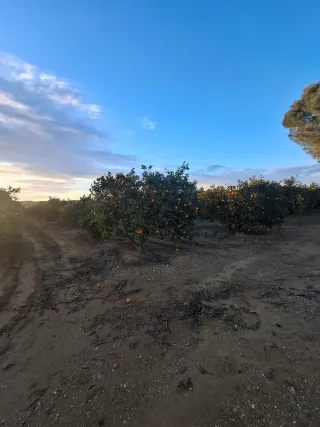 Parcela de naranjos de 5,5 hectáreas lora del rio