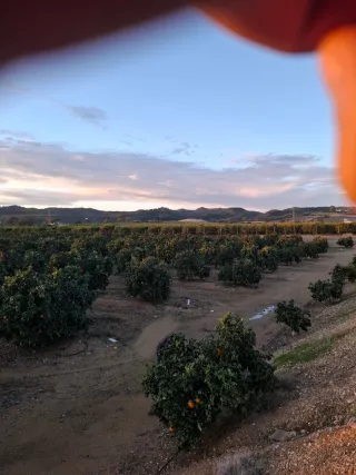 Parcela de naranjos de 5,5 hectáreas lora del rio