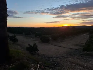 Parcela de naranjos de 5,5 hectáreas lora del rio