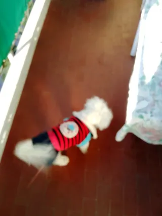 Vestitino per cagnolini 10-12 mesi