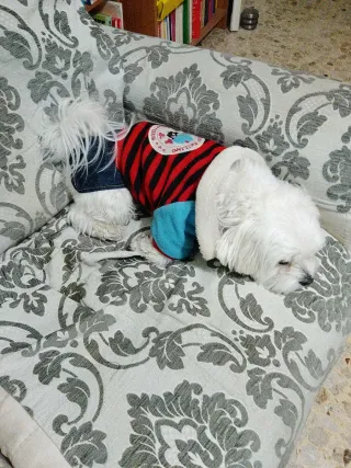 Vestitino per cagnolini 10-12 mesi