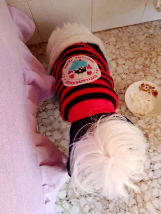 Vestitino per cagnolini 10-12 mesi