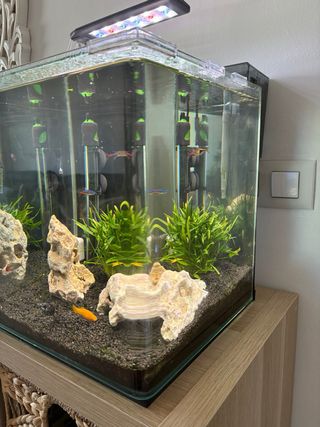 Acuario Nano 30L Amtra Completo