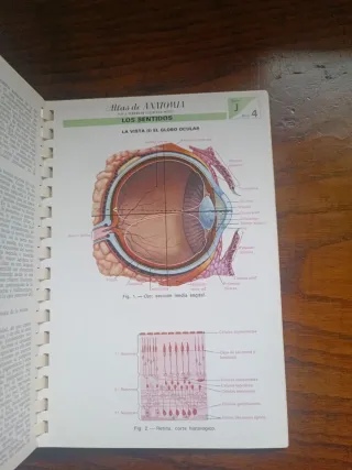 Atlas de anatomía cuerpo humano