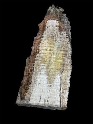 Tablón Raíz Eucaliptus Madera Nuevo