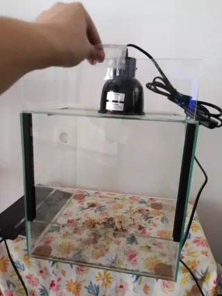 Terrario de cristal con lámpara