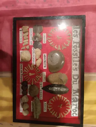 Colección Fósiles Marruecos