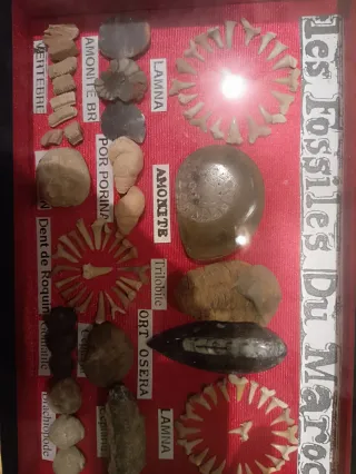 Colección Fósiles Marruecos