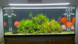 Acuario Eheim 240L Kit Completo