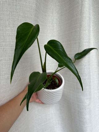 Monstera Burle Marx Flame