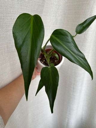 Monstera Burle Marx Flame