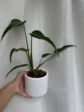 Monstera Burle Marx Flame