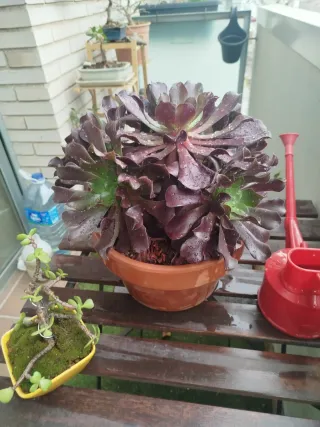 Suculenta Rosa Negra Gran Porte