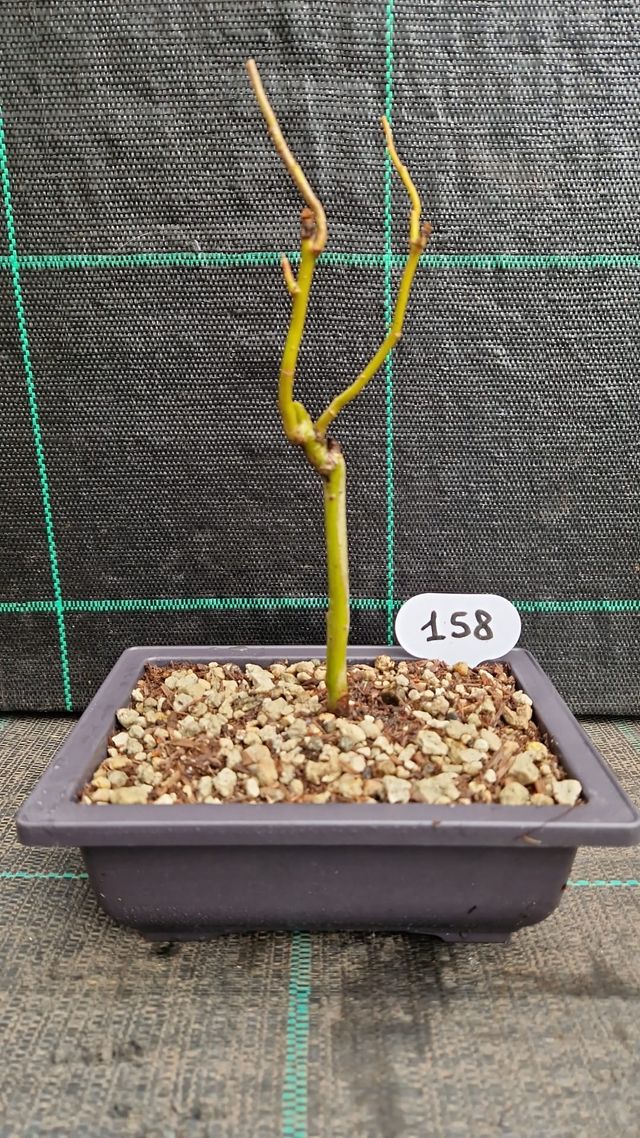 Bonsai di Salice Contorto ( Salix matsudana ) 158