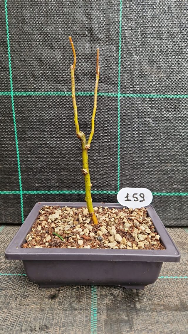 Bonsai Salice Contorto (Salix matsudana) 159