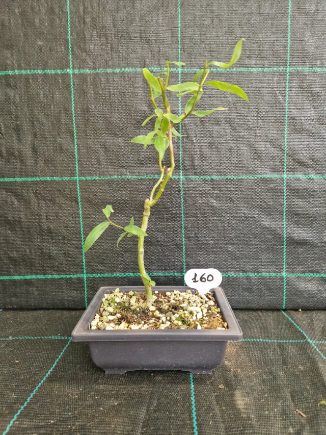 Bonsai di Salice Contorto (Salix matsudana) 160