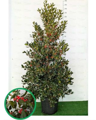 Agrifoglio con bacche rosse