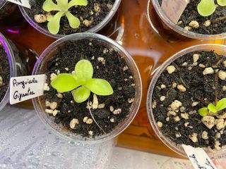 Planta Carnívora Pinguicula Gigantea