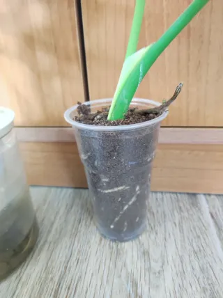 Piante da interno miste più omaggio