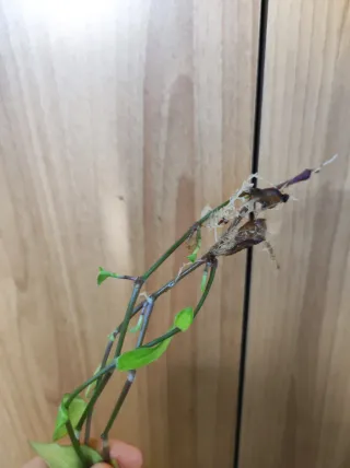 Piante da interno miste più omaggio