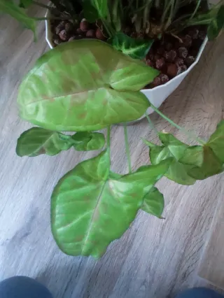 Piante da interno miste più omaggio