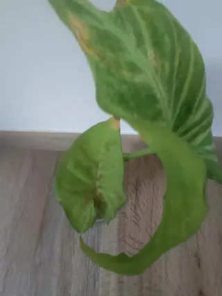 Piante da interno miste più omaggio