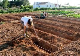 Parcelas de huerto 100 m2