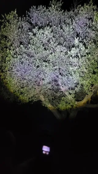 Linterna Táctica pantalla LED Alta Potencia