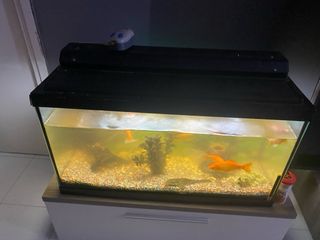 Acquari con accessori 100 litri