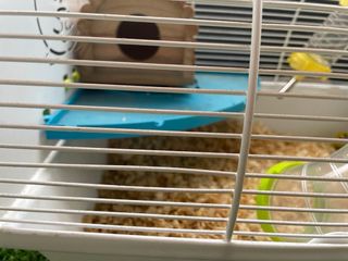 Jaula Hámster con Tobogán