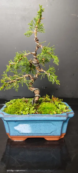 Bonsai junipero