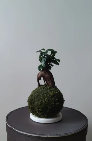 Kokedama planta de interior