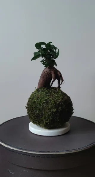 Kokedama planta de interior