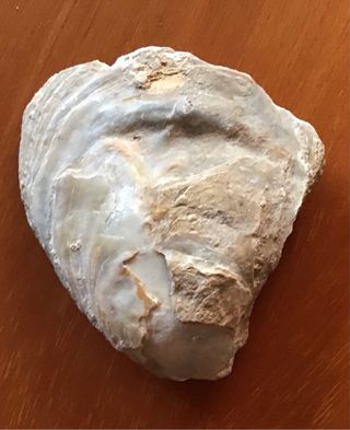 Fossile di conchiglia