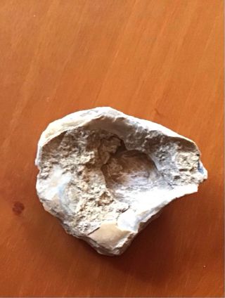 Fossile di conchiglia