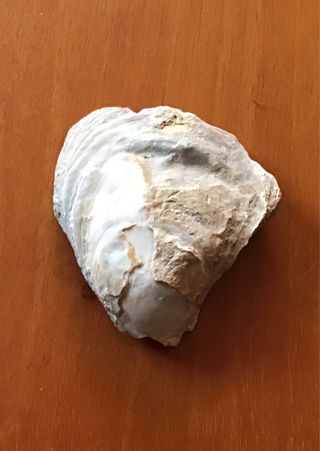 Fossile di conchiglia