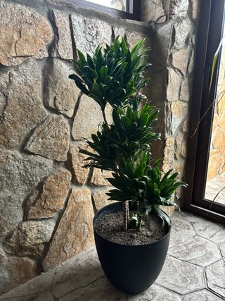 Planta de interior con macetero negro