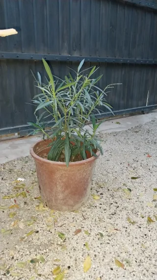 Planta Adelfa en Maceta