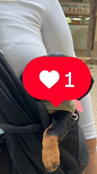 Bolso Transportín Perro/Gato Negro