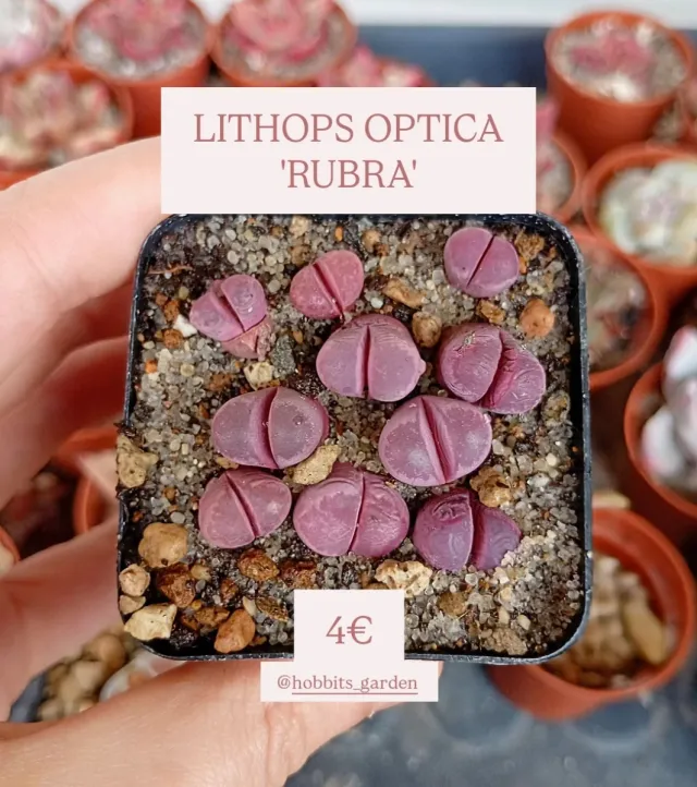 Lithops Optica 'Rubra' - Suculentas