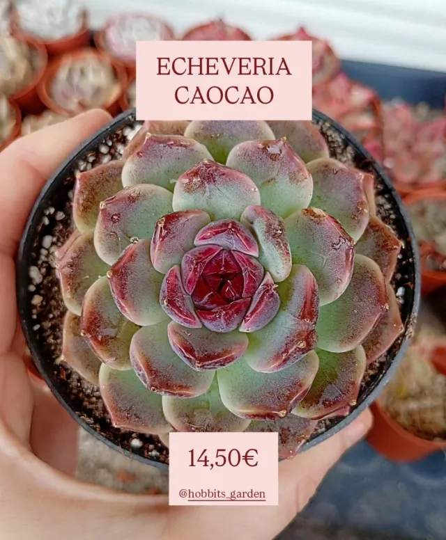 🇰🇷 Echeveria CAOCAO - Suculentas colección